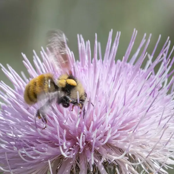 White-shouldered bumble bee