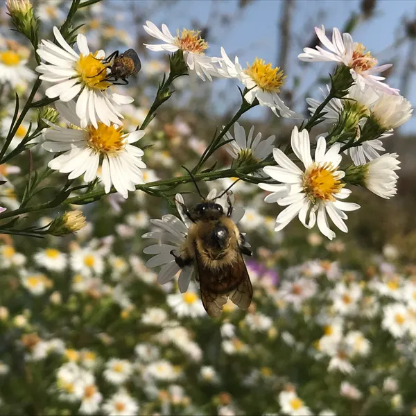 Brown-belted bumble bee
