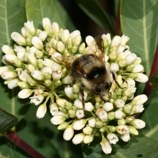 Black-tailed bumble bee
