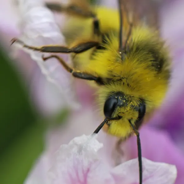 Fuzzy-horned bumble bee
