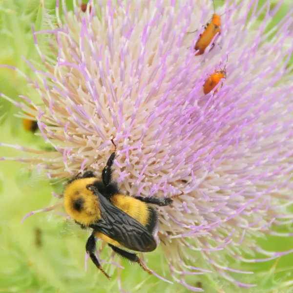 Nevada bumble bee