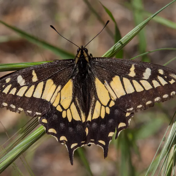 Anise Swallowtail