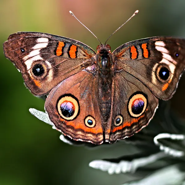 Common Buckeye