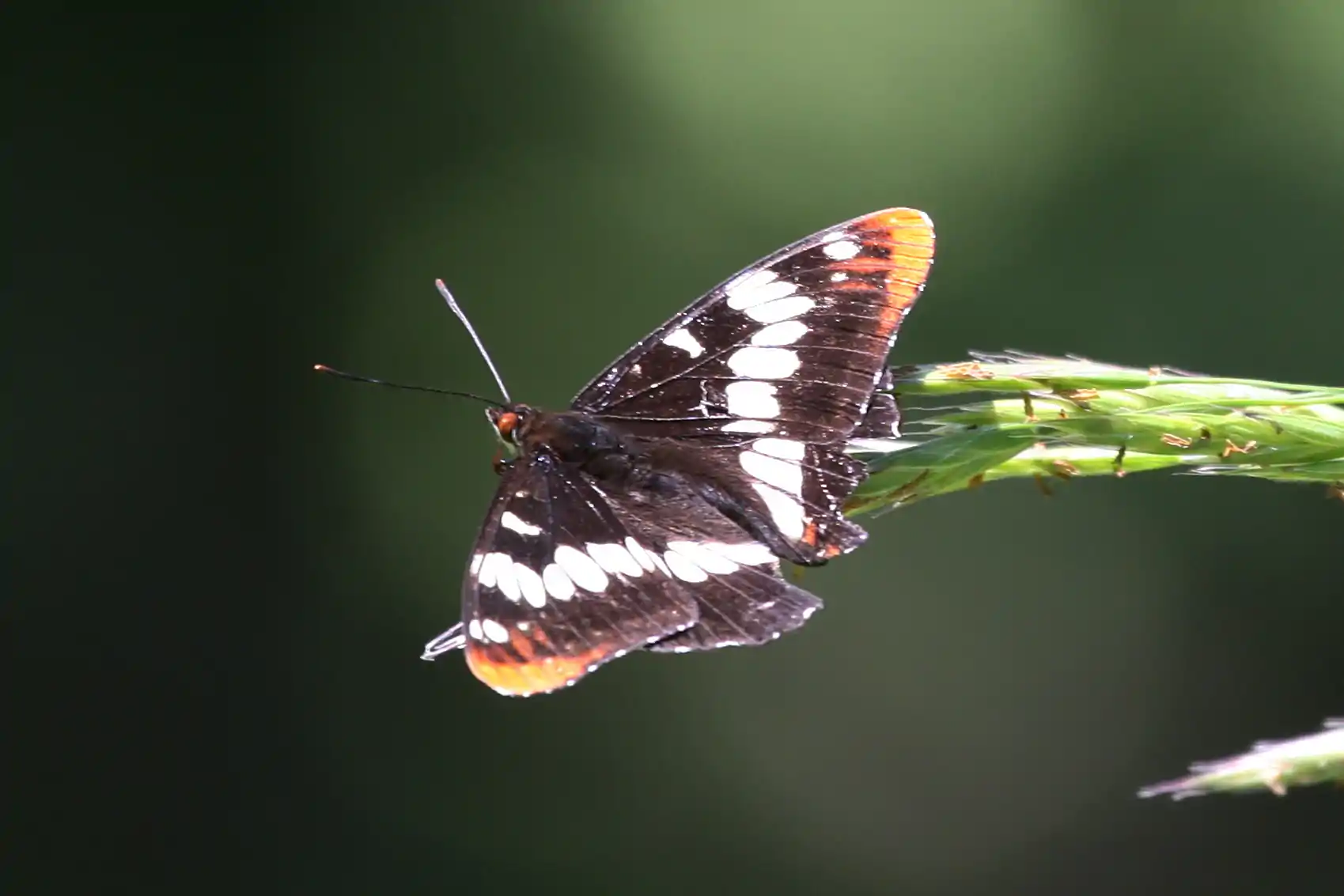 Lorquin's Admiral