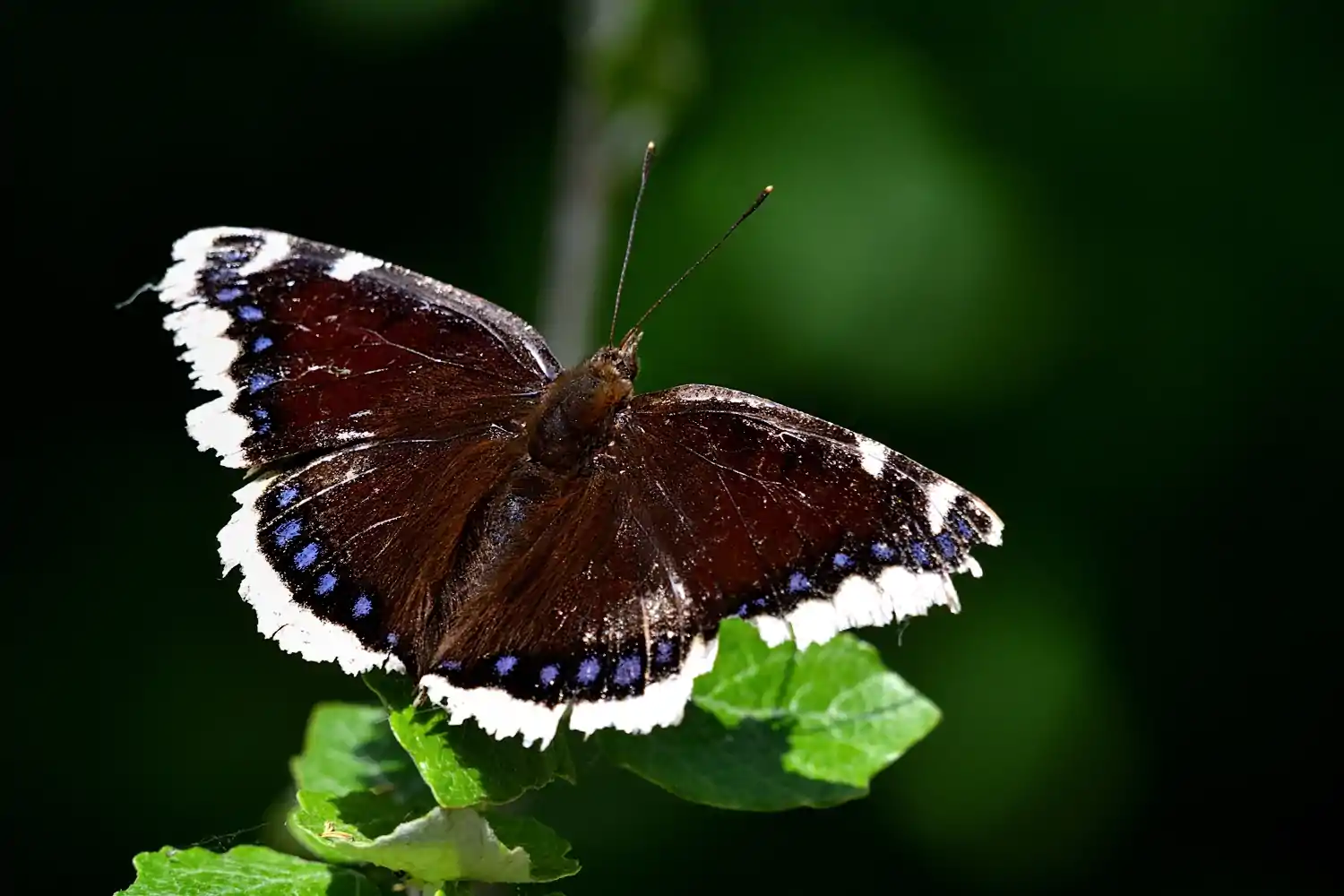 Mourning Cloak