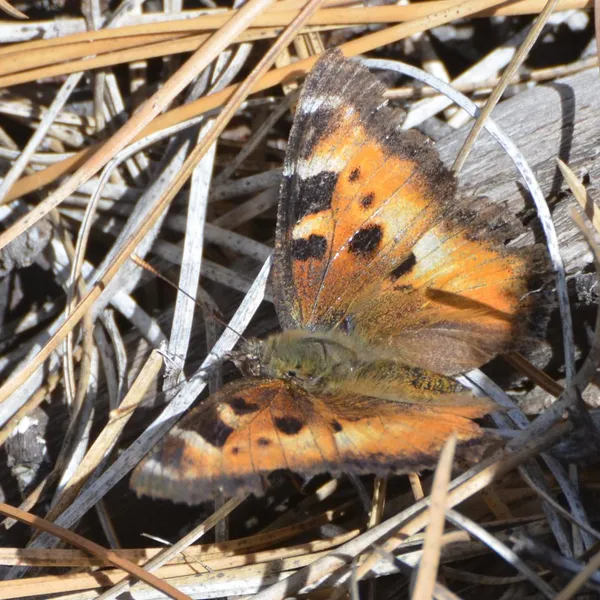 California Tortoiseshell