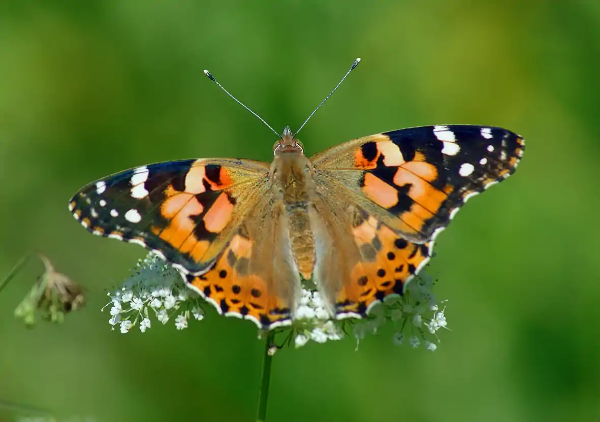 Painted Lady