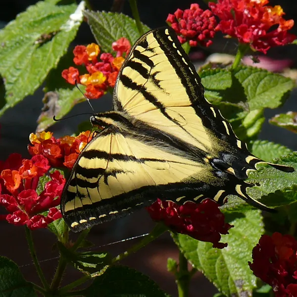 Western Tiger Swallowtail