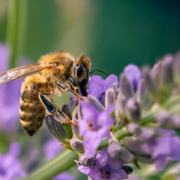 A honey bee worker visiting lavender