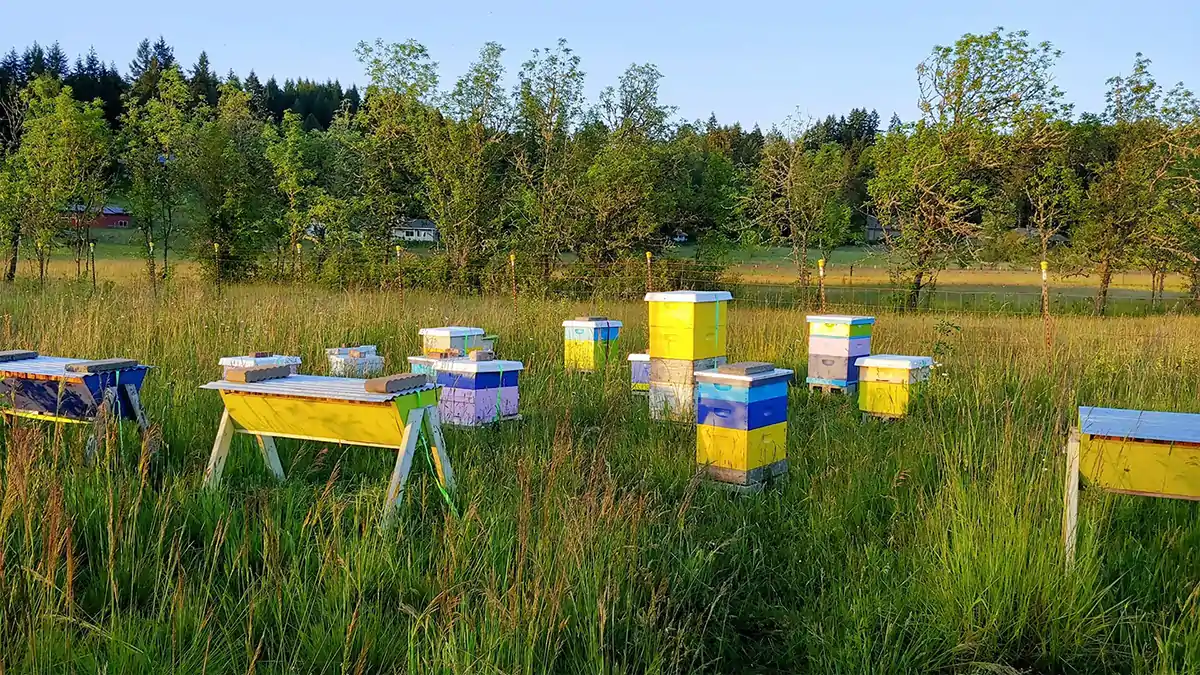Colorful honey bee hives in a grassy field surrounded by trees