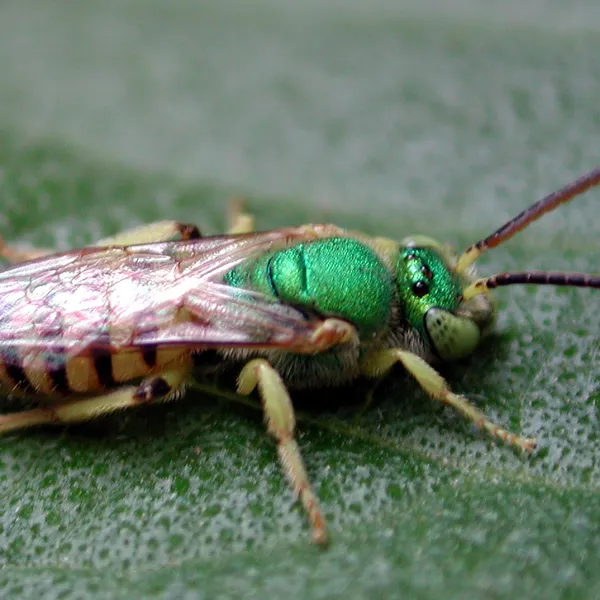 Metallic sweat bees