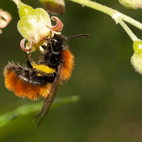 Mining bees