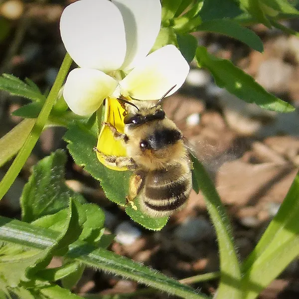 Digger bees (flower-bearer bees)