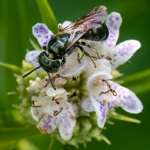 Small carpenter bees