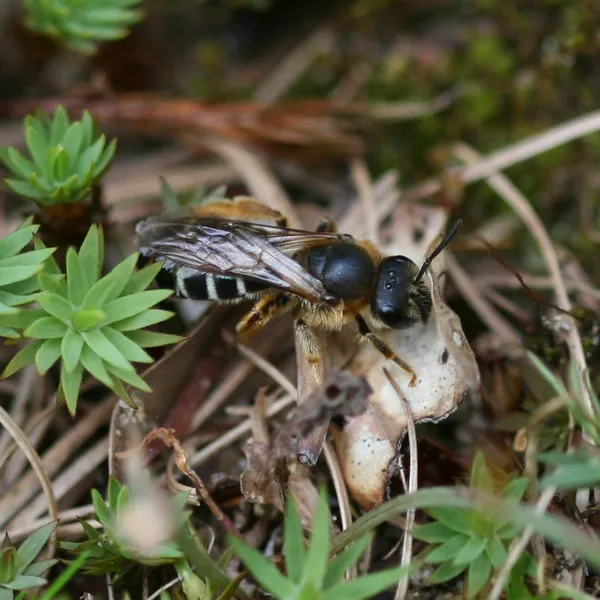 Sweat bees (striped sweat bees)