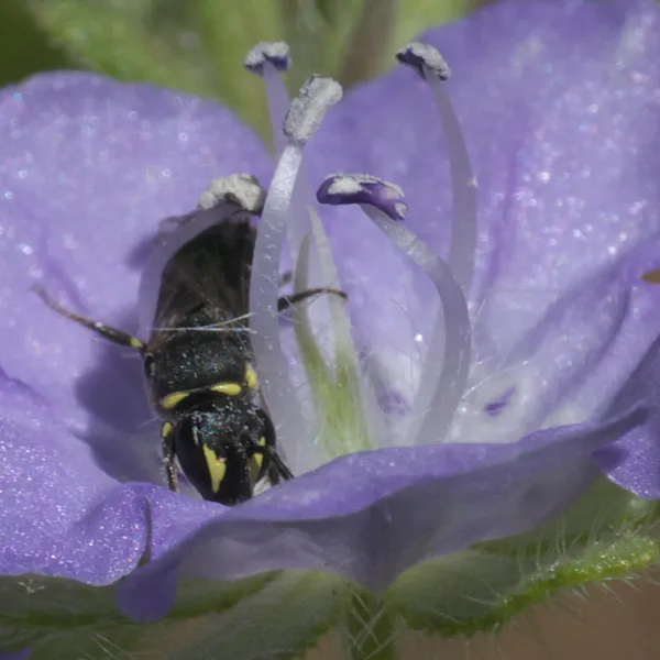 Yellow-faced bees (masked bees)
