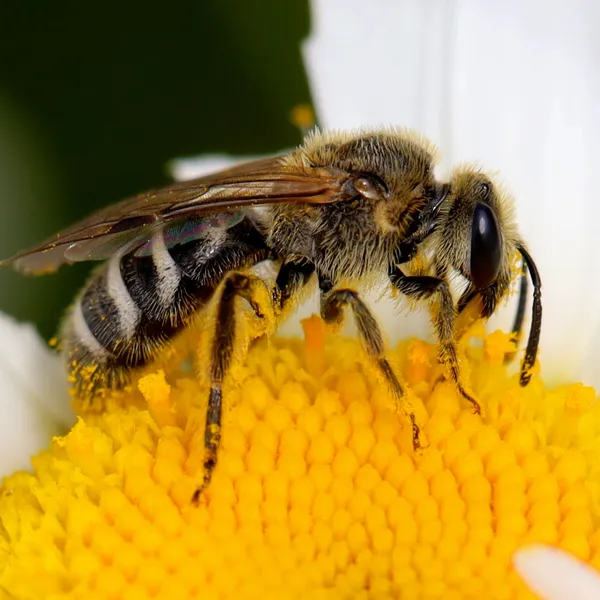 Sweat bees (common sweat bees)