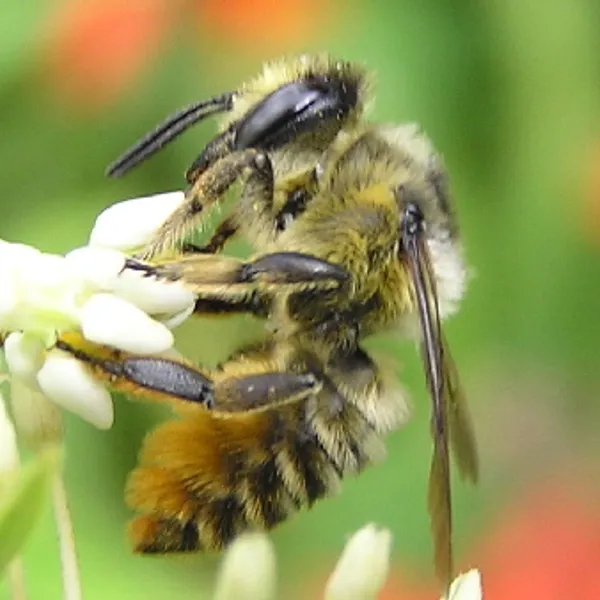 Leafcutter bees