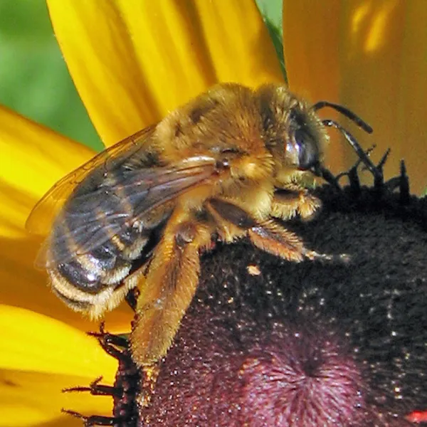 Long-horned bees