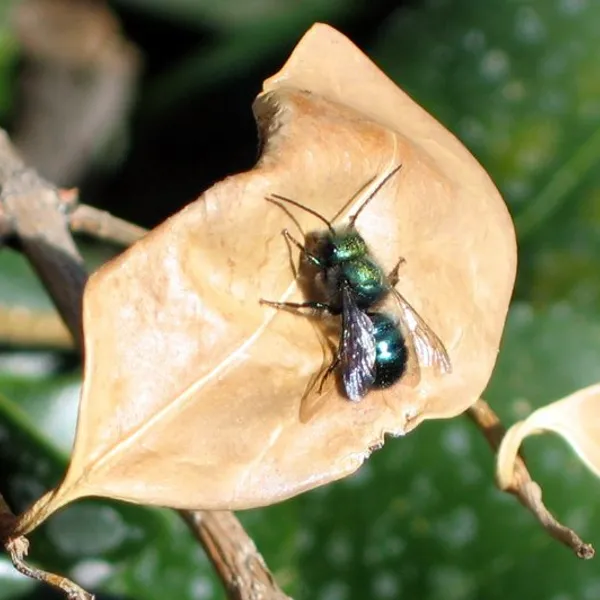 Mason bees