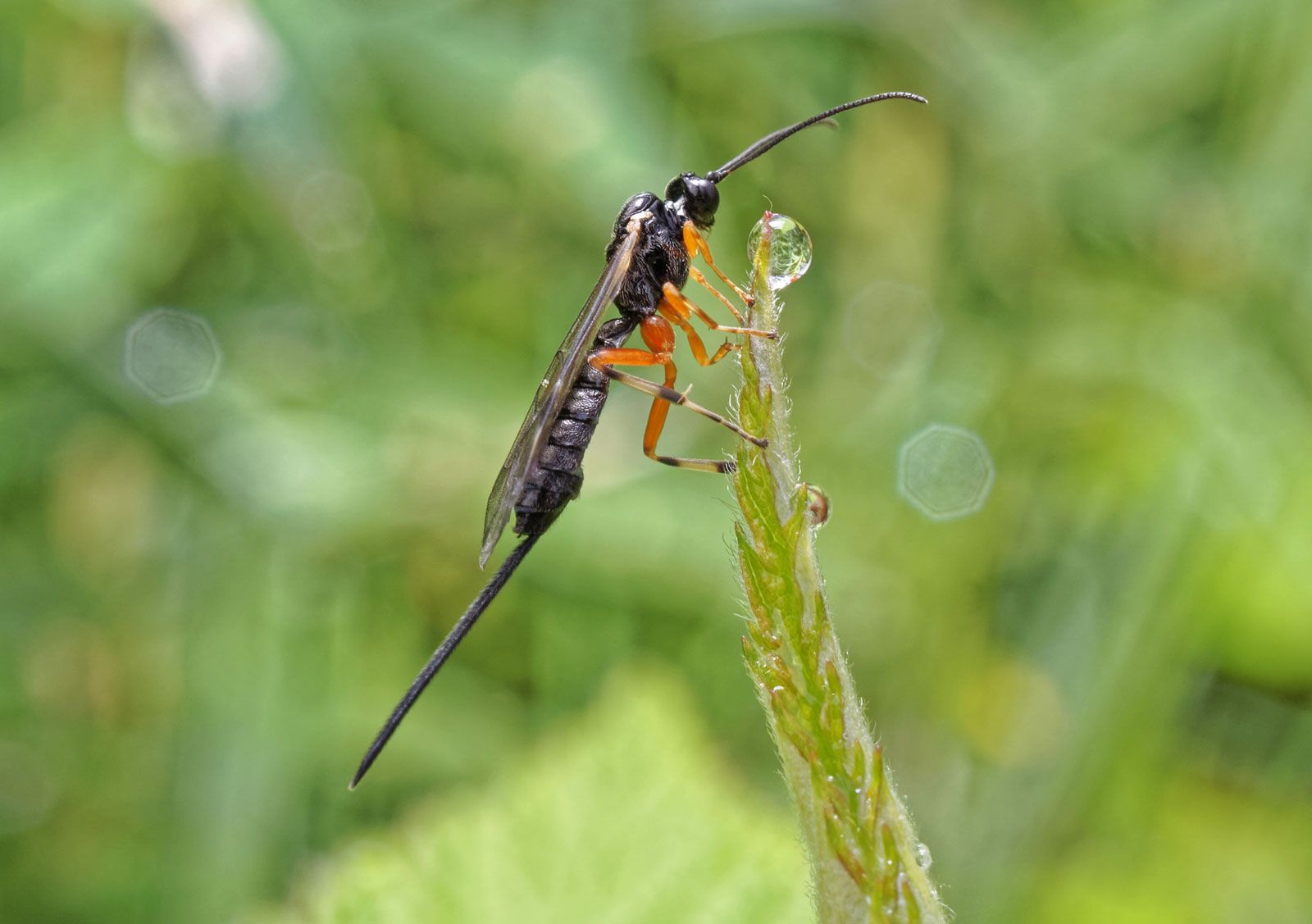 Ichneumon wasp with orange legs and long antennae perched on a green stem