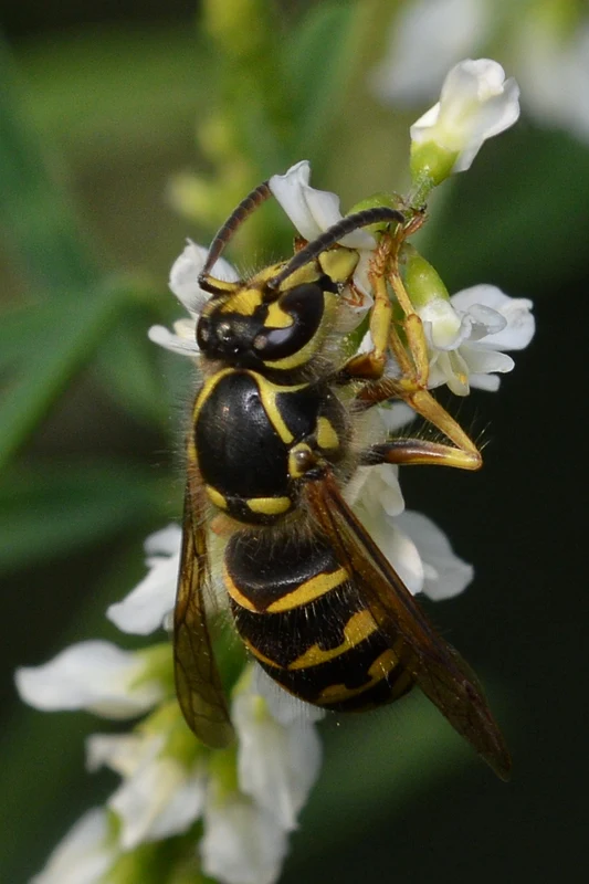 Aerial yellowjacket visiting small white flowers