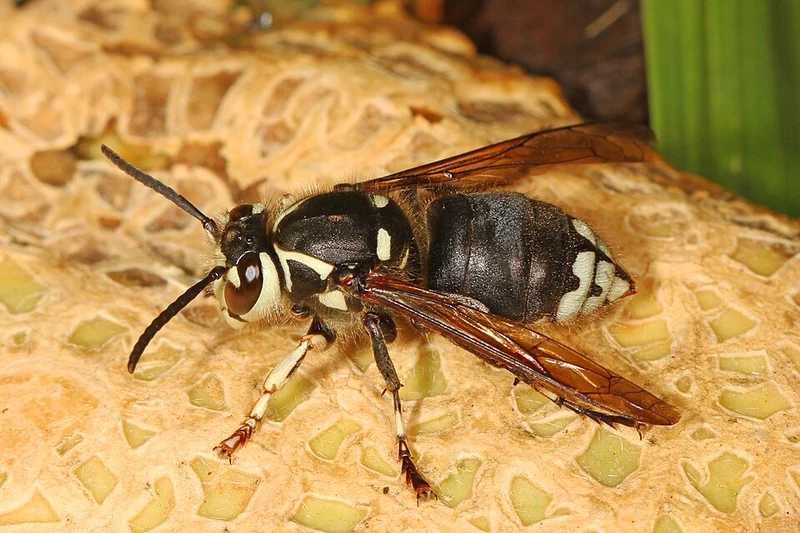 Black and ivory bald-faced hornet on a plant