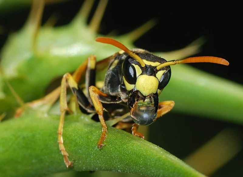 European paper wasp showing its orange antennae