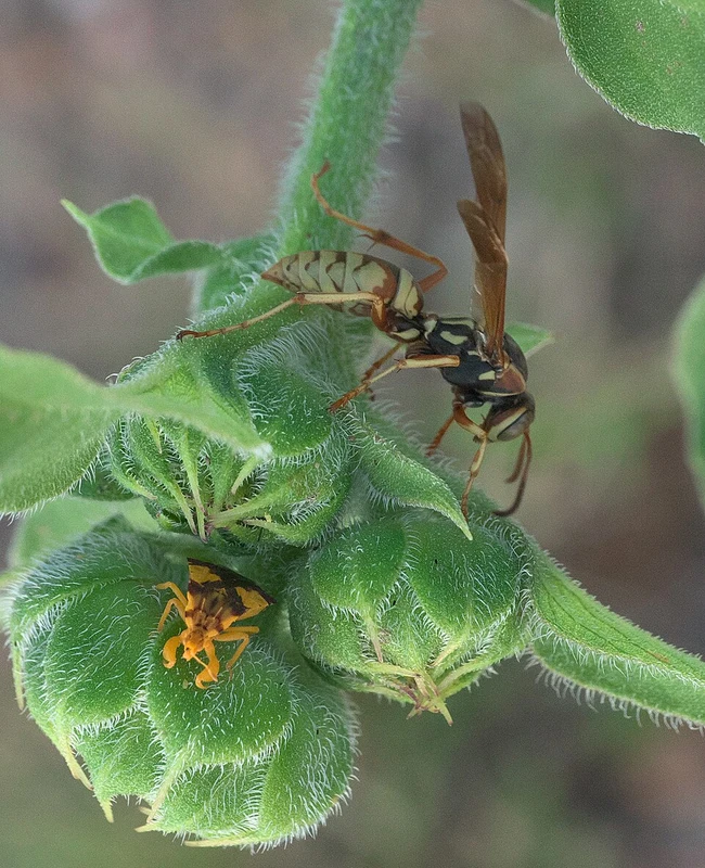 Golden paper wasp on vegetation