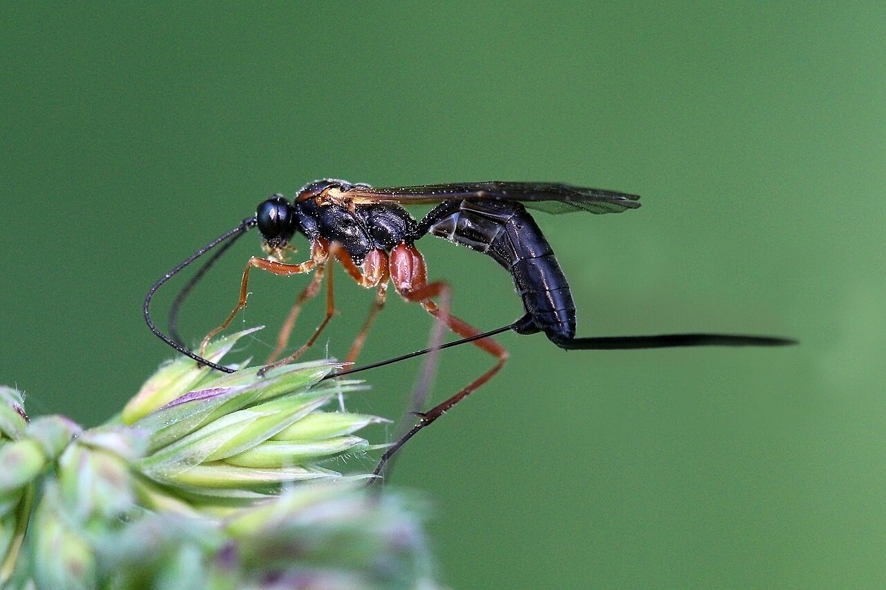 Female ichneumon wasp with a black body, orange legs, and a long ovipositor on a plant stem