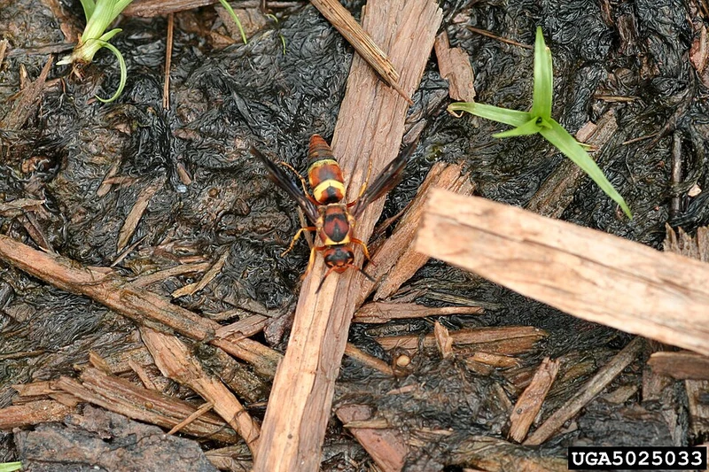 Euodynerus mason wasp on damp ground
