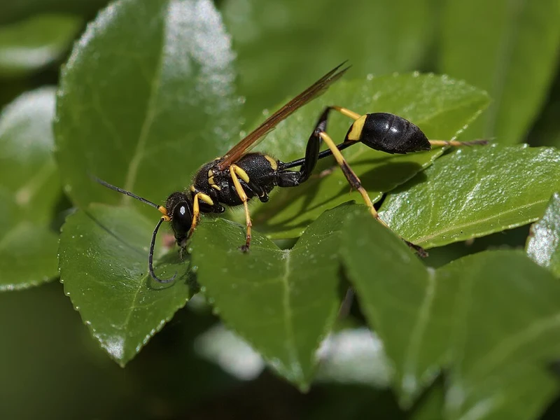 Black-and-yellow mud dauber showing a long narrow waist