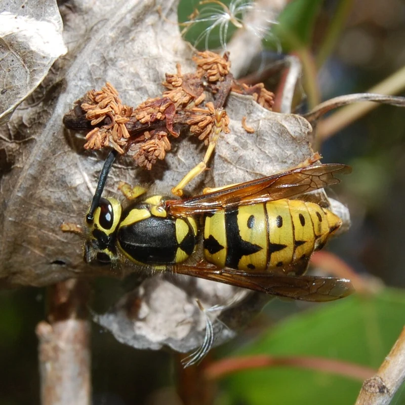 Western yellowjacket queen with yellow and black abdominal markings